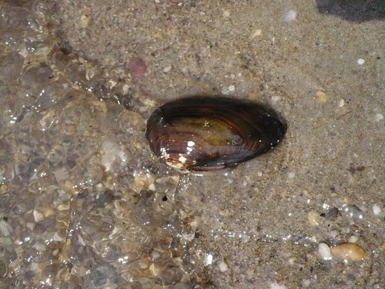 ... und 'ne Muschel über'n Weg (in der Donau!!!)