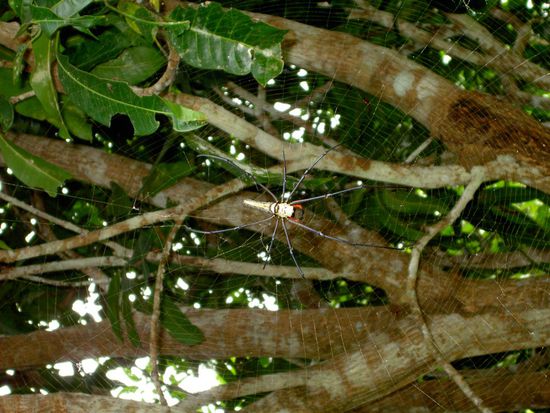 was alles für Tierchen hier rumlaufen ....