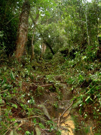 Eindeutig: DIE WURZELTREPPE