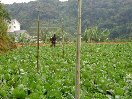 Und unser Abendbrot wird großzügig mit Insektizieden besprüht