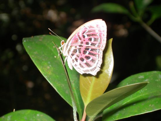 Wieso hier die Schmetterlinge so "zahm" sind, wissen wir nicht. Aber fotogen sind sie allemal