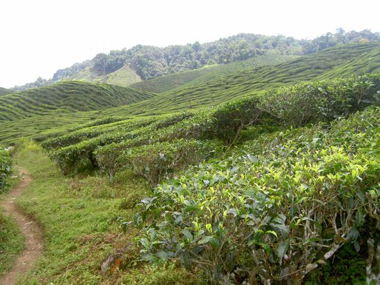 Durch solche Teeplantagen zu wandern ist einfach super schön