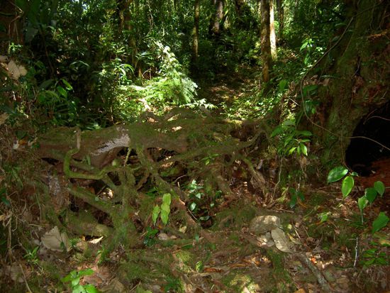 Die berühmt berüchtigte Wurzeltreppe