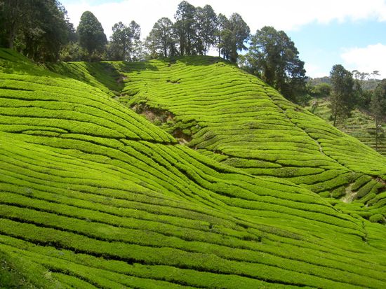Manchmal hatte man das Gefühl, man wäre in Irland