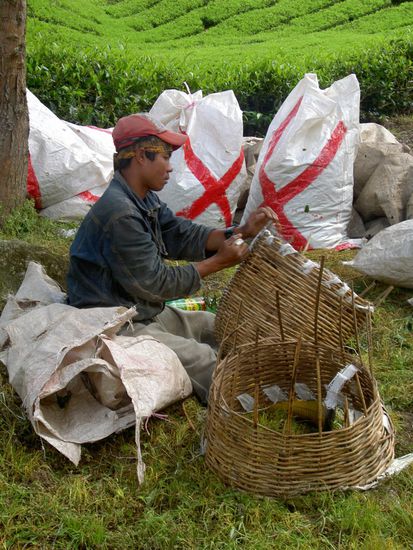 Für alle Arbeitssuchende: www.korbflechtenfuerfortgeschrittene.com.may