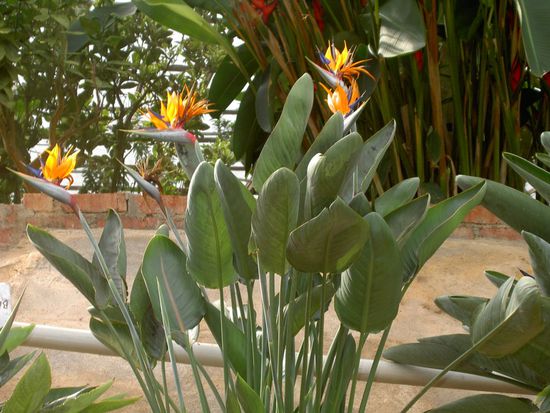 entdeckten wir auf der Butterflyfarm