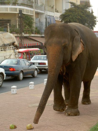 Dumbo ruesselt dann die Reste auf dem Boden weg