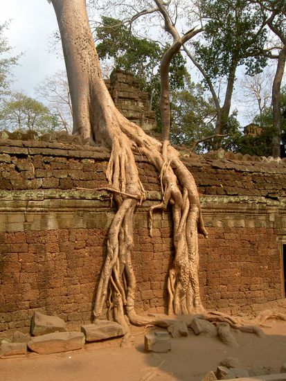 Der Dschungel umklammert den Tempel Ta Phrom