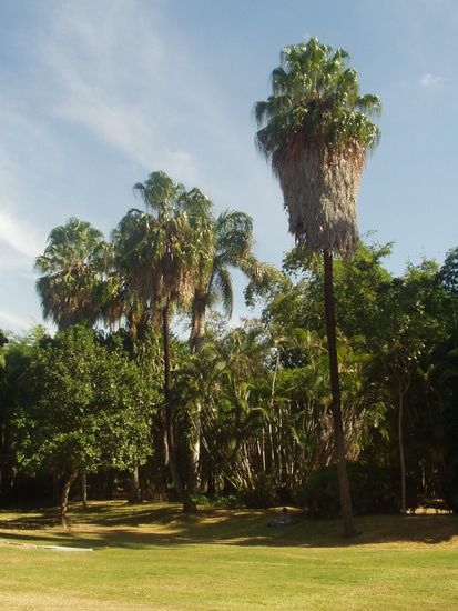 ... ganz tropisch...