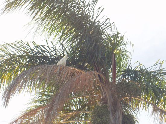 Papageien sind wohl die Tauben Australiens. Mir hat auch schon einer auf die Schulter... Ihr wisst schon 