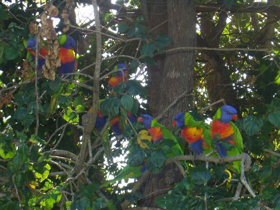 Die Herrschaften bewachten Tag und Nacht unseren Camper