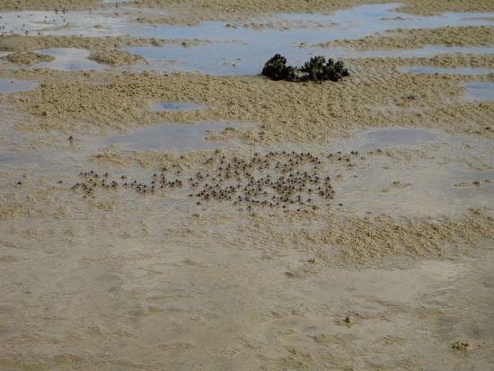 das sind Krebshorden, die bei Ebbe gerne die Strände Australiens bevölkern