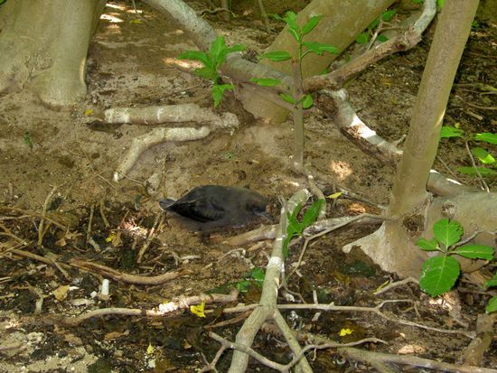 Diese putzigen kleinen Kerlchen leben überall auf der Insel in Sandlöchern im Boden