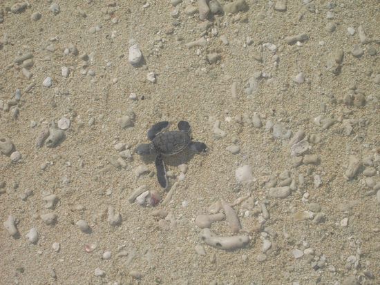 Frisch geschlüpft und schon gehts los - 50 Meter bis zum Meer...