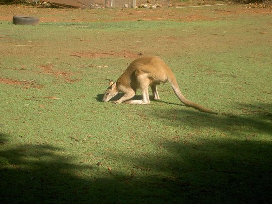 unser erstes Känguru in Australien... leider hinterm Zaun, aber es sei vorweg genommen, wir haben sie auch noch in Freiheit gesehen!