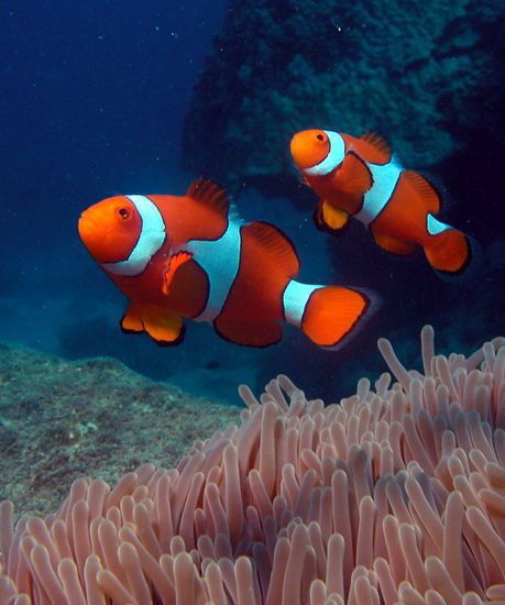 NEMO! gabs in Massen