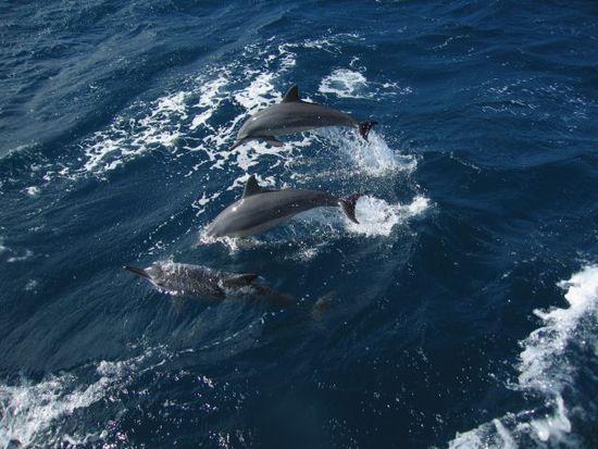 Flipper sprang of neben dem Boot her