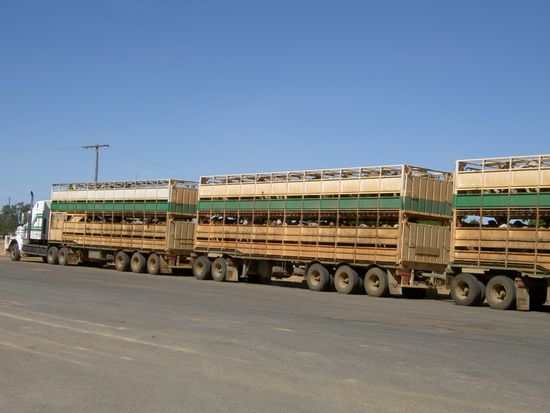 Ueberall begegnen einem die Road Trains... hier einer mit noch lebenden Steakes beladen  Die Teile verursachen einem Luftzu wenn sie einem entgegenkommen, da fliegen einem die Loecher aus dem Kaese