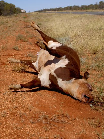 Neben den Kaegurus liegen auch gerne mal tote Rinder am Strassenrand... da moechte ich nicht im Auto gesessen haben