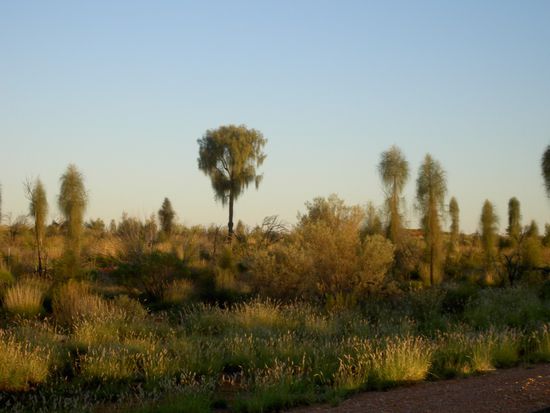 Richtung Ayers Rock wurde es dann richtig gruen