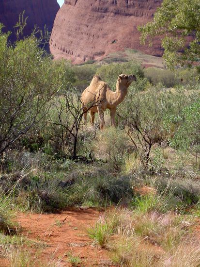 Bei Australien denkt jeder an Kaengurus, aber dass es Kamele gibt wusstet Ihr nicht, gell?