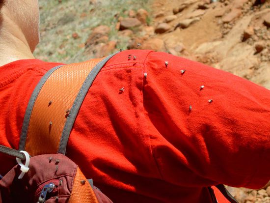 Wir wurden von den Fliegen umschwirrt wie Sch...e! Unsere erste Anschaffung war ein Kopfnetz!