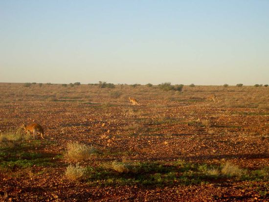 So Aeuglein aufsperren uns suchen! 3 Kaengurus sind zu finden