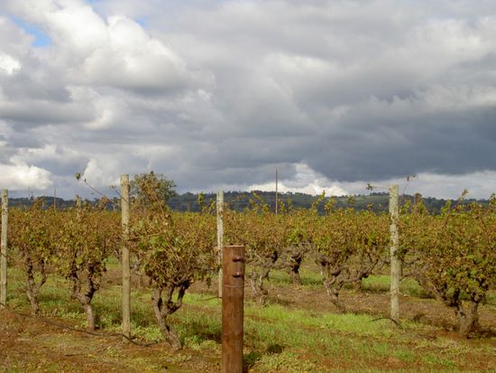 Weinberge so weit das Auge reicht