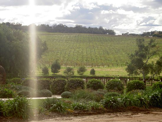 ... die hauseigenen Weinberge sehr malerisch...