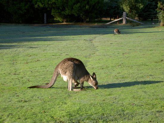ich dachte erst, das Tier hat ein Bein zu viel 