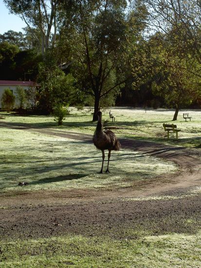 der Emu war gut aufdringlich