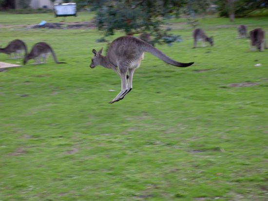 total beeindruckend wie hoch die huepfen koennen!