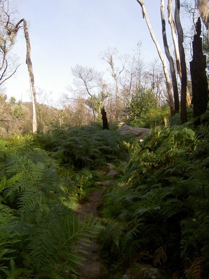 hier hat es Anfang 2006 gebrannt und so gut hat sich die Natur schon wieder erholt