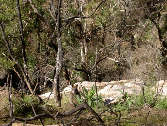 und auch hier hockten alle nasenlang Kaengurus im Gebuesch (findet Ihr's?!)