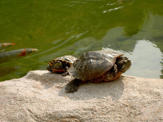 Hongkong Garden - eine Oase im hektischen Gewuehl der Stadt. Es gab gaanz viele Tiere u.a. auch diese putzigen Schildkroeten.