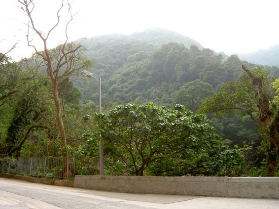 the peak von unten - auf diesen Berg 358 m hoch haben wir uns hochgeschleppt! Der Weg war fantastisch: man fuehlte sich z.t. wie im Urwald.