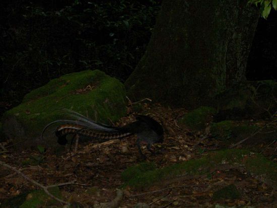 Wir nennen diese Vieh mal so: es ist eine Pfauenunterart.