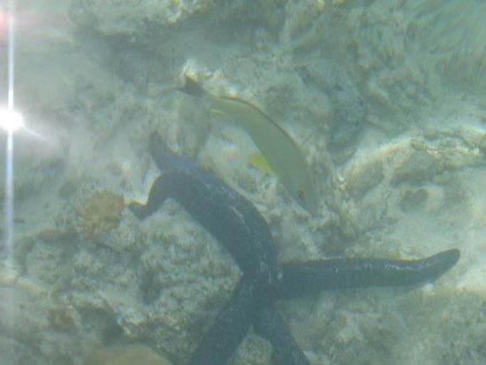 diesen schicken blauen Seestern fuer Euch abgelichtet