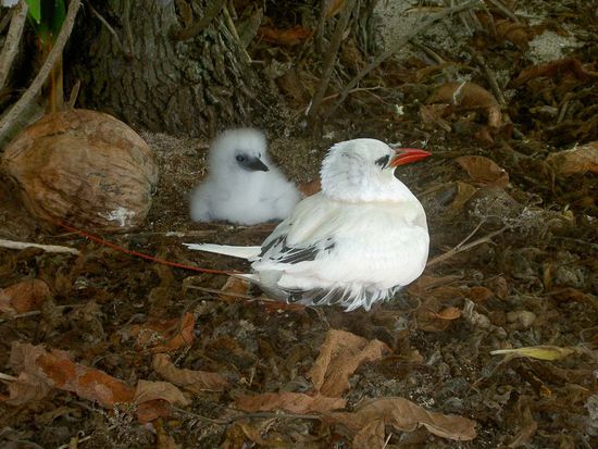 Moewen gibt es in Unmengen / manchmal dachten wir, wir spielen unfreiwillig in Hitchcooks Thriller "Die Voegel" mit.