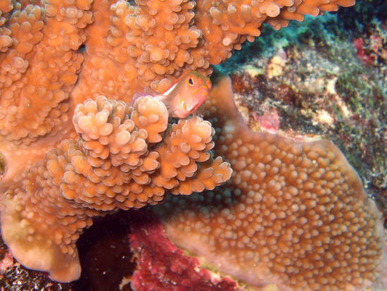 dieser hurtzelige, schnurzelige Korallenbwohner guckte ganz boese aus der Waesche!