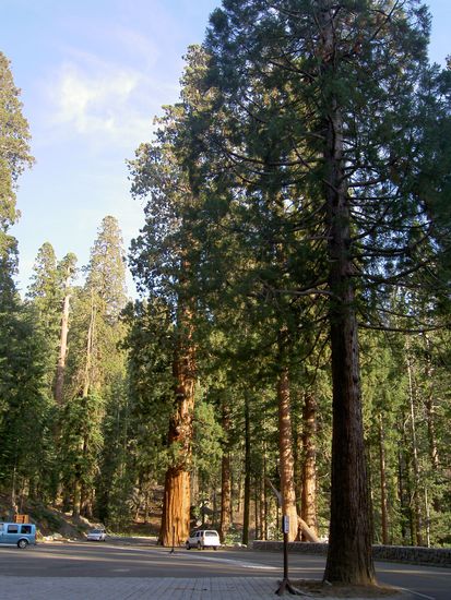 man vergleiche die Sequoias mit der Grösse der Autos!