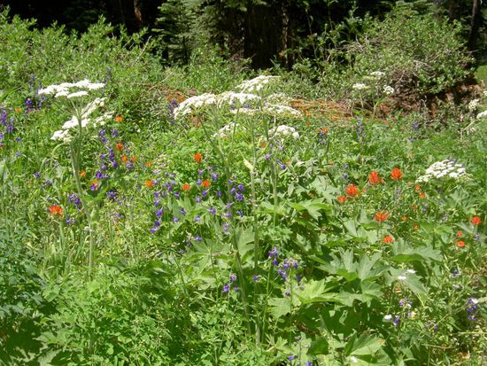 es blühte an allen Ecken und Enden