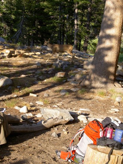 das unverschämte Reh!