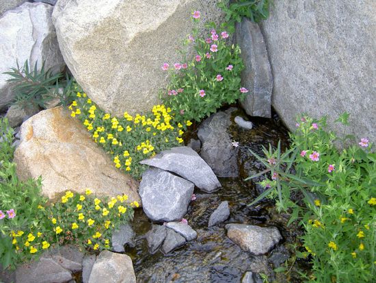 interessant wie die Blumen zwischen den Steinen vegetieren könen