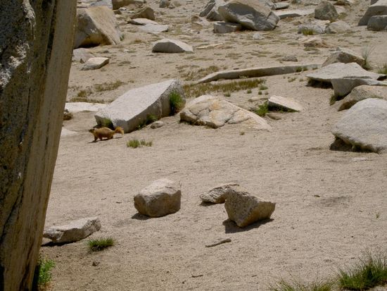 wo wir das 101 Murmeltier des Trips sahen