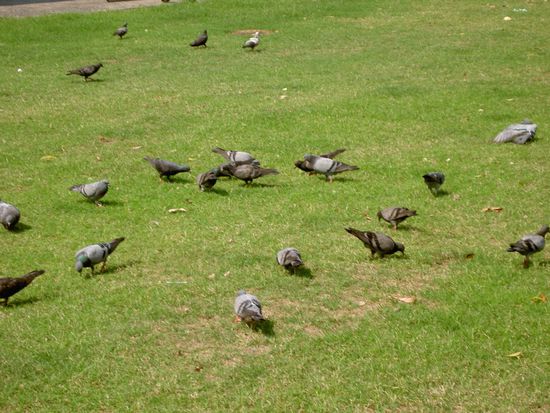 Auch in Asien ist die Toxoplasmose allgegenwaertig!