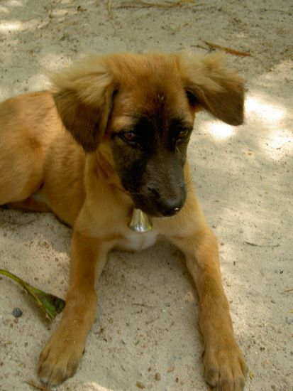 Darf ich vorstellen: mein neuer Liebling - der ist soooo suess, wollte ich kurzerhand adoptieren. Syvlia schuettelte nur den Kopf und meinte, ob ich mit jedem "Hundeblick" rumzukriegen sei?! (tststststs ..)