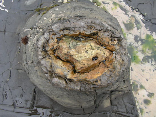 Ein Baumstumpf aus praehistorischer Zeit!