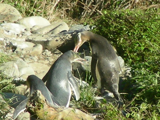 Pinguinfuetterung! Ein echtes Schauspiel der Natur!