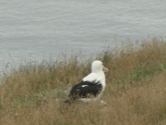 Ein Königsalbatross